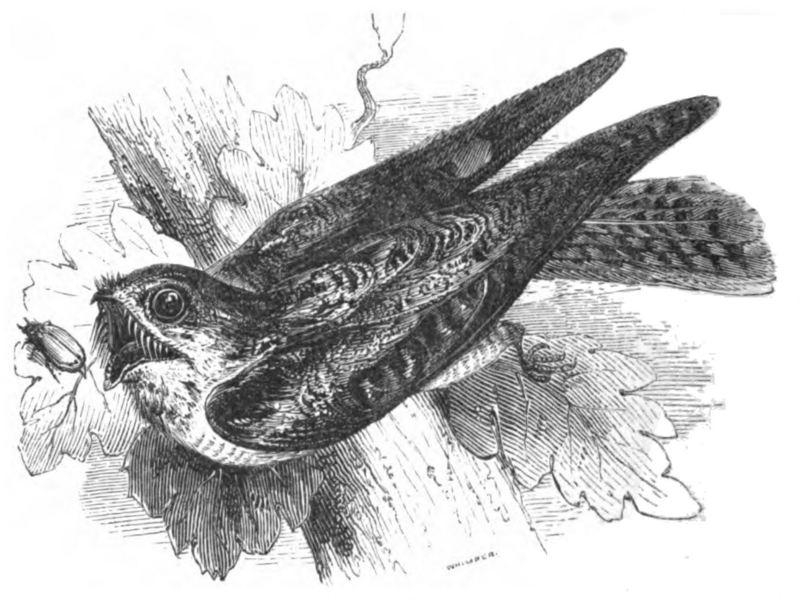 European nightjar, Eurasian nightjar (Caprimulgus europaeus); DISPLAY FULL IMAGE.