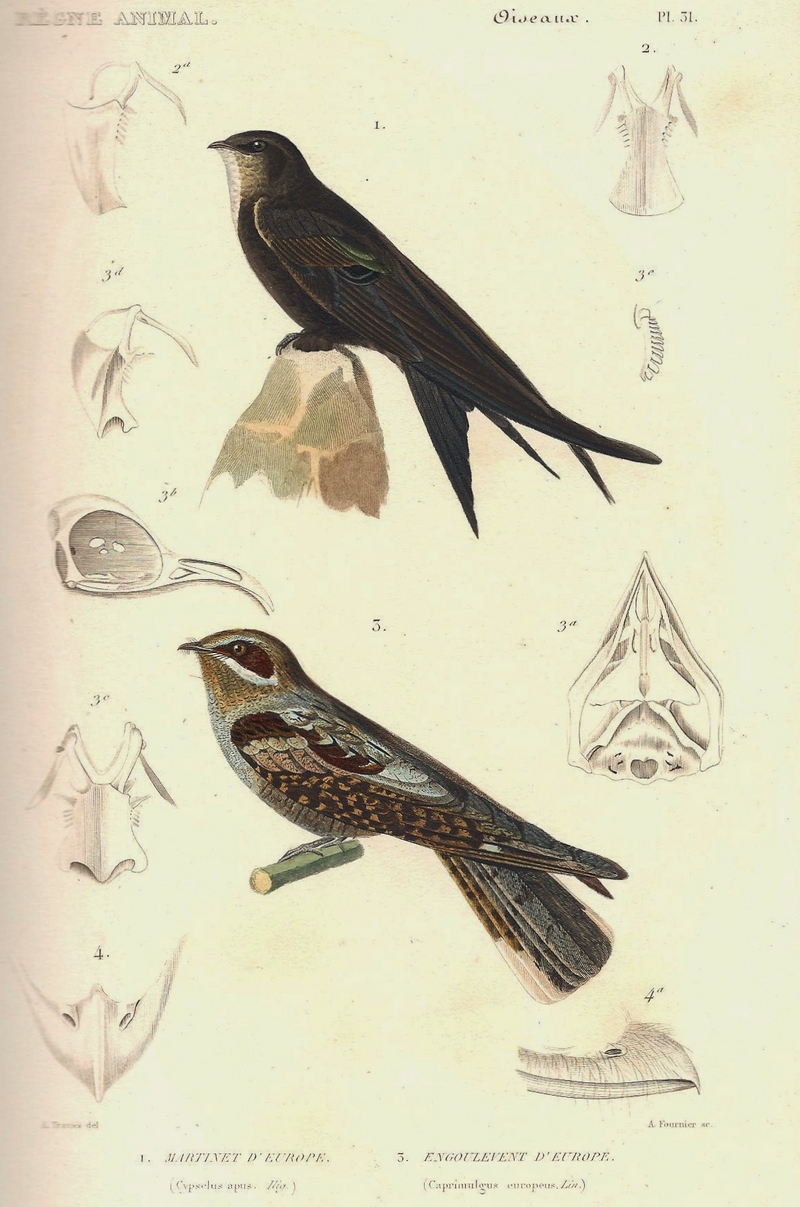 common swift (Apus apus), European nightjar (Caprimulgus europaeus); DISPLAY FULL IMAGE.