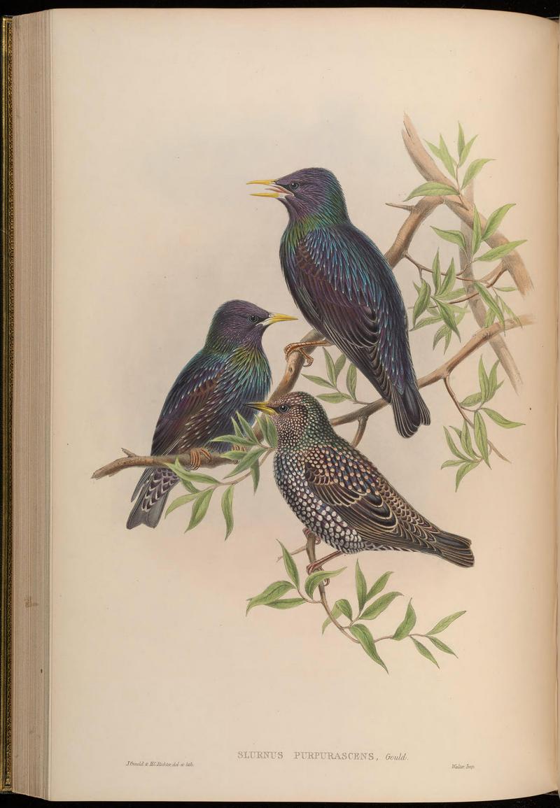 European starling, common starling (Sturnus vulgaris purpurascens); DISPLAY FULL IMAGE.
