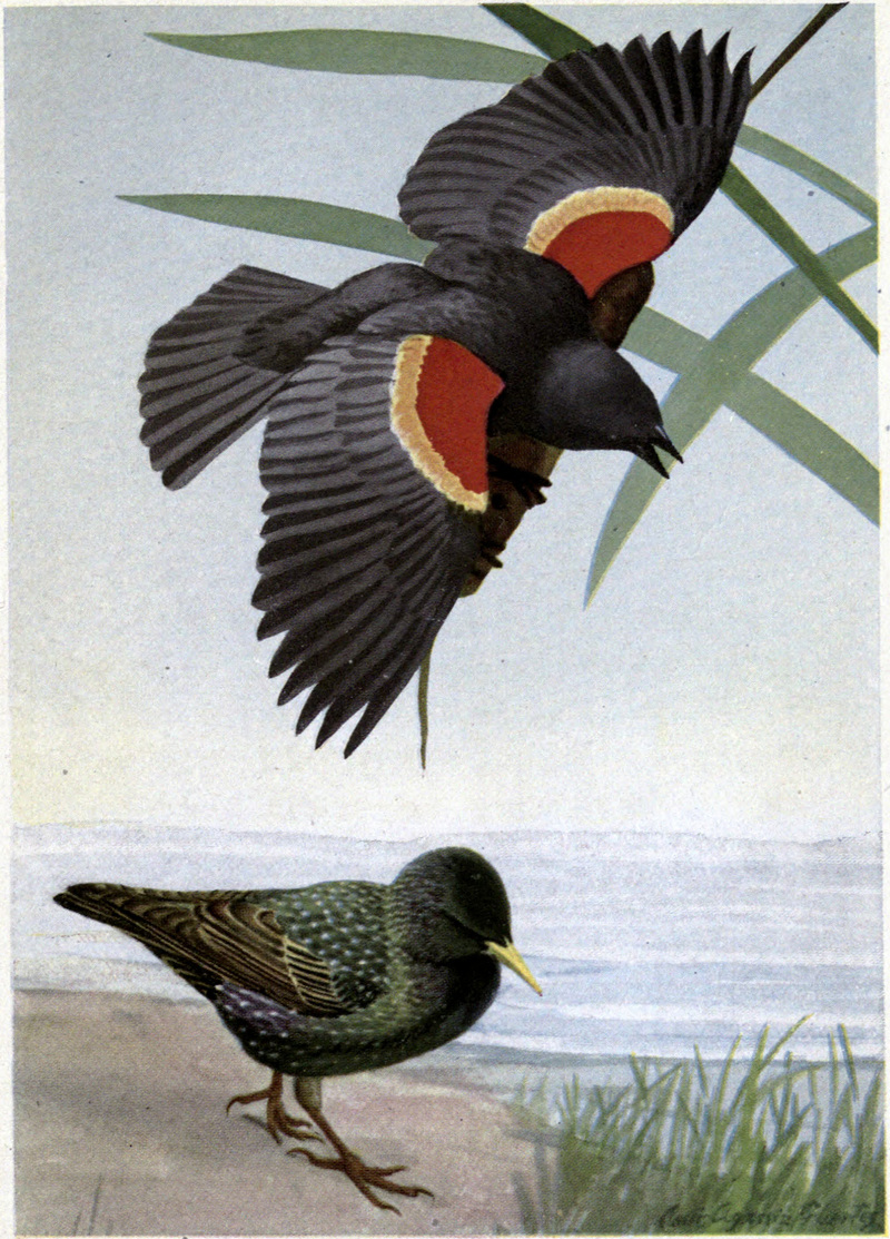 red-winged blackbird (Agelaius phoeniceus), Eurasian starling (Sturnus vulgaris); DISPLAY FULL IMAGE.