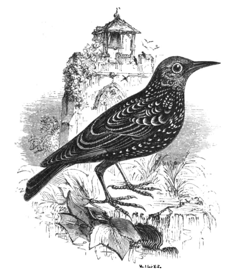 European starling, common starling (Sturnus vulgaris); DISPLAY FULL IMAGE.