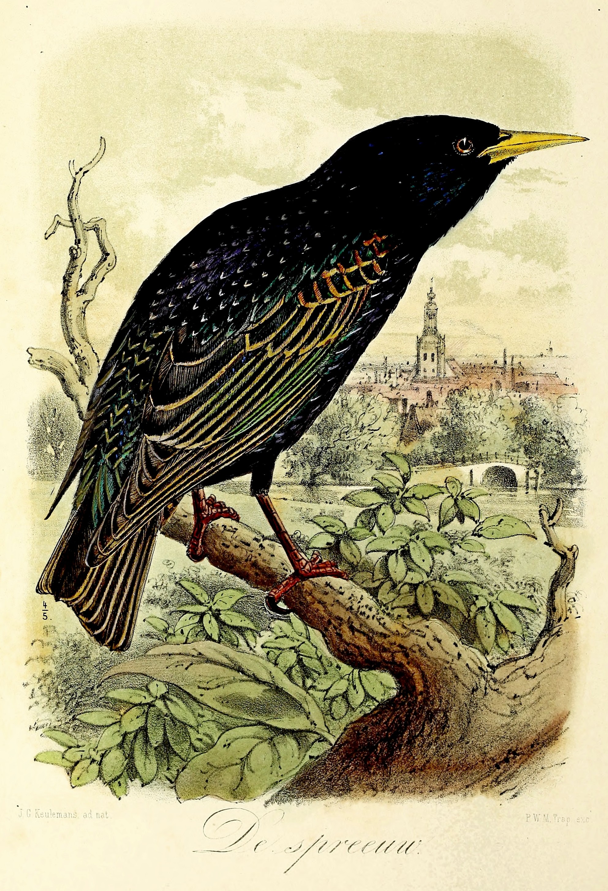 European starling, common starling (Sturnus vulgaris); Image ONLY