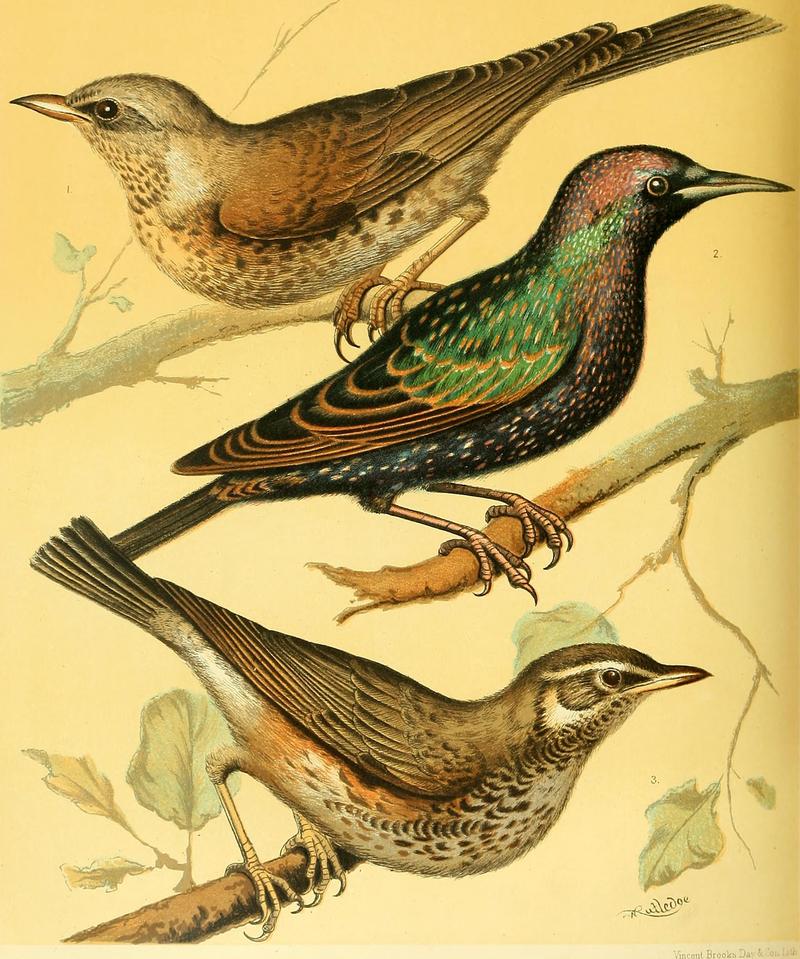 fieldfare (Turdus pilaris), European starling (Sturnus vulgaris), redwing (Turdus iliacus); DISPLAY FULL IMAGE.