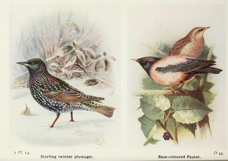 European starling (Sturnus vulgaris), rosy starling (Pastor roseus); DISPLAY FULL IMAGE.