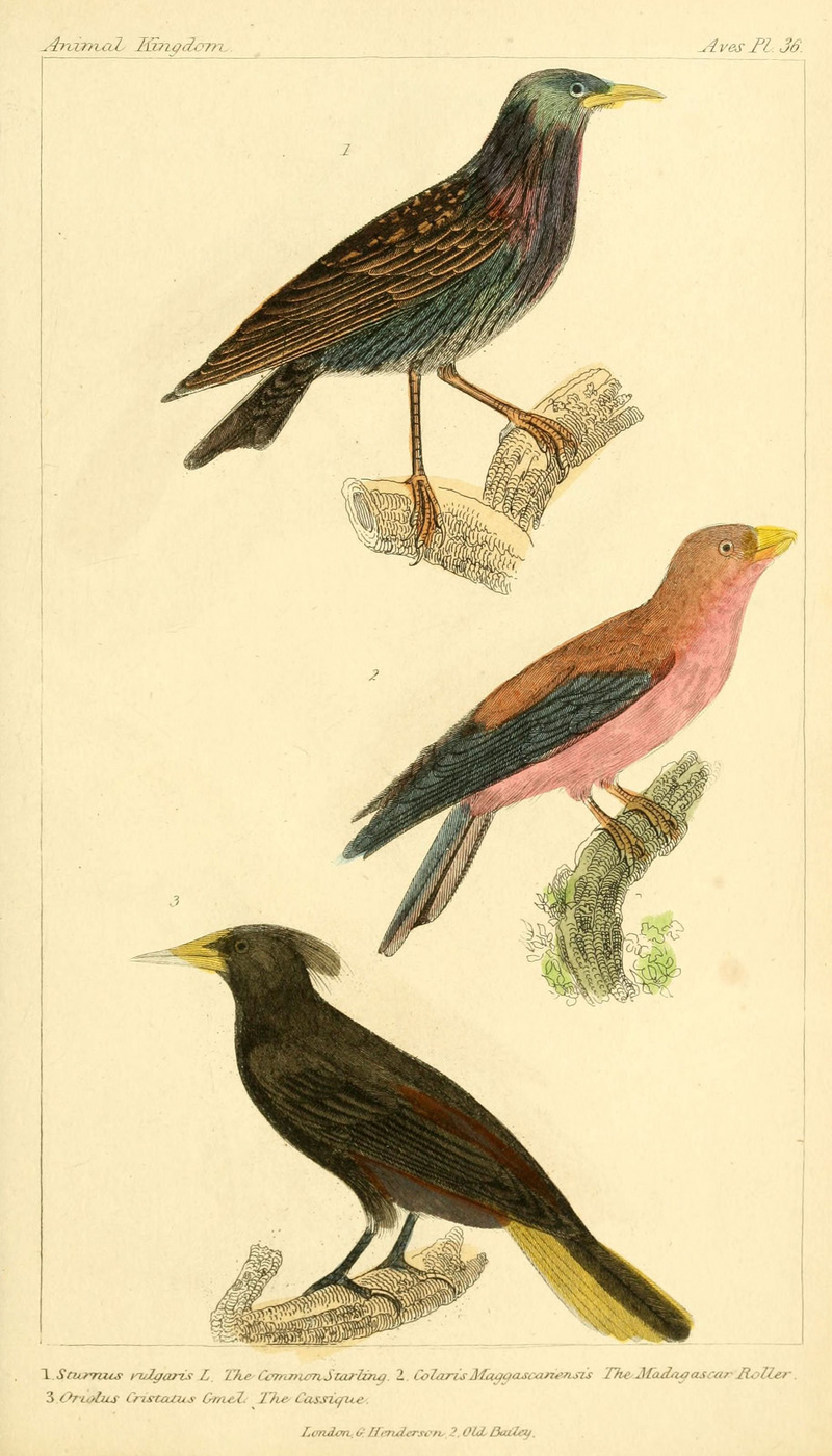 common starling (Sturnus vulgaris), broad-billed roller (Eurystomus glaucurus), crested oropendola (Psarocolius decumanus); DISPLAY FULL IMAGE.