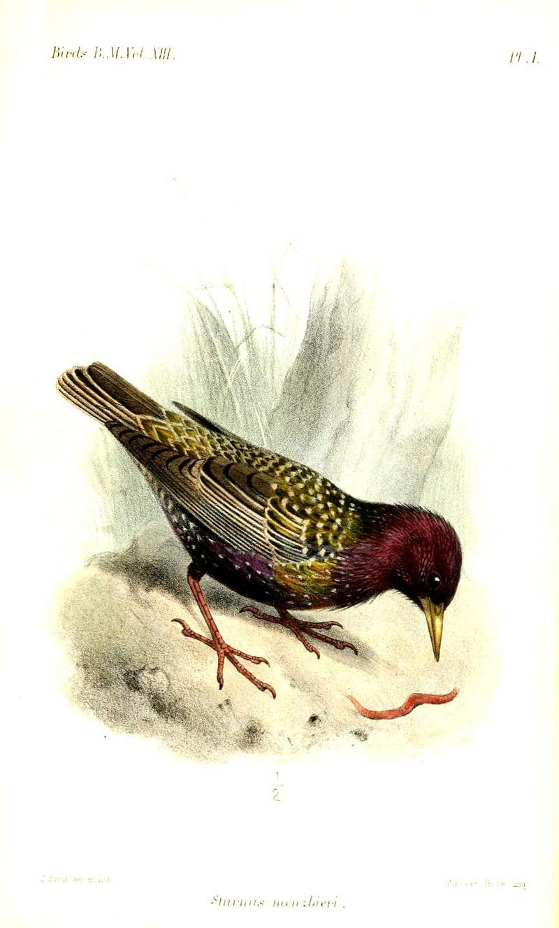 Siberian common starling (Sturnus vulgaris poltaratskyi); DISPLAY FULL IMAGE.