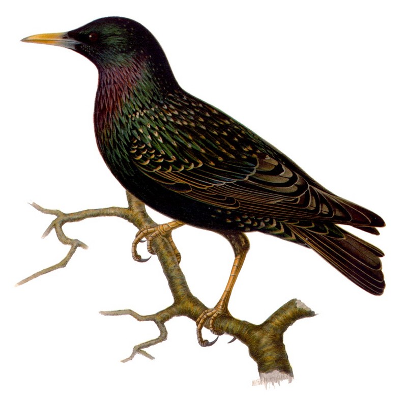 European starling, common starling (Sturnus vulgaris); DISPLAY FULL IMAGE.