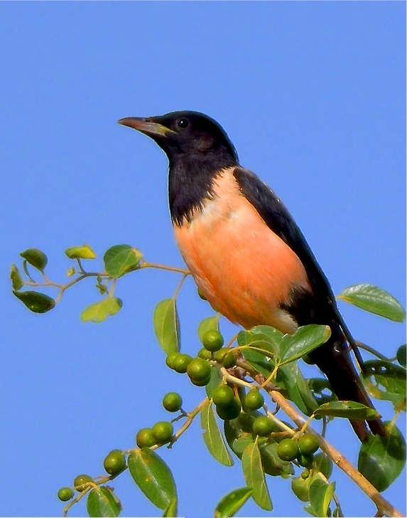 rosy starling (Pastor roseus); Image ONLY