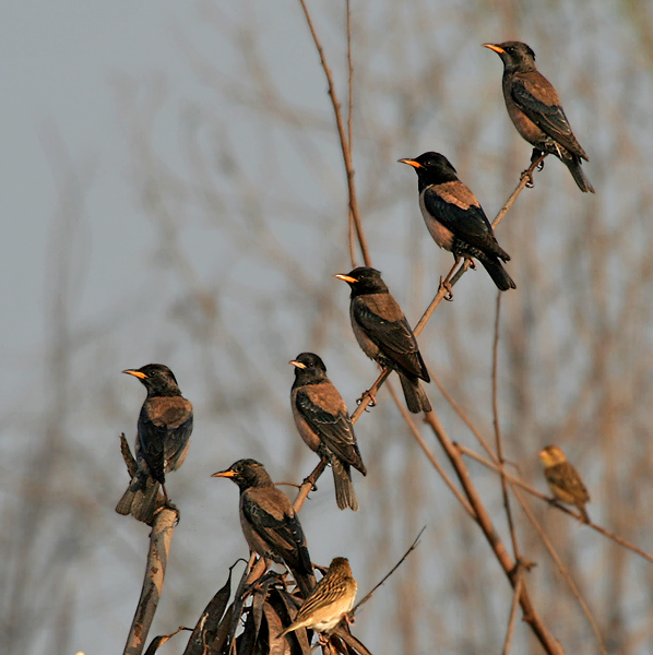 rosy starling (Pastor roseus); Image ONLY