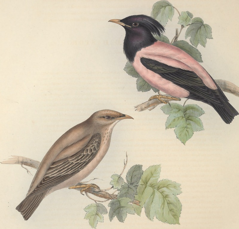 rosy starling (Pastor roseus); DISPLAY FULL IMAGE.