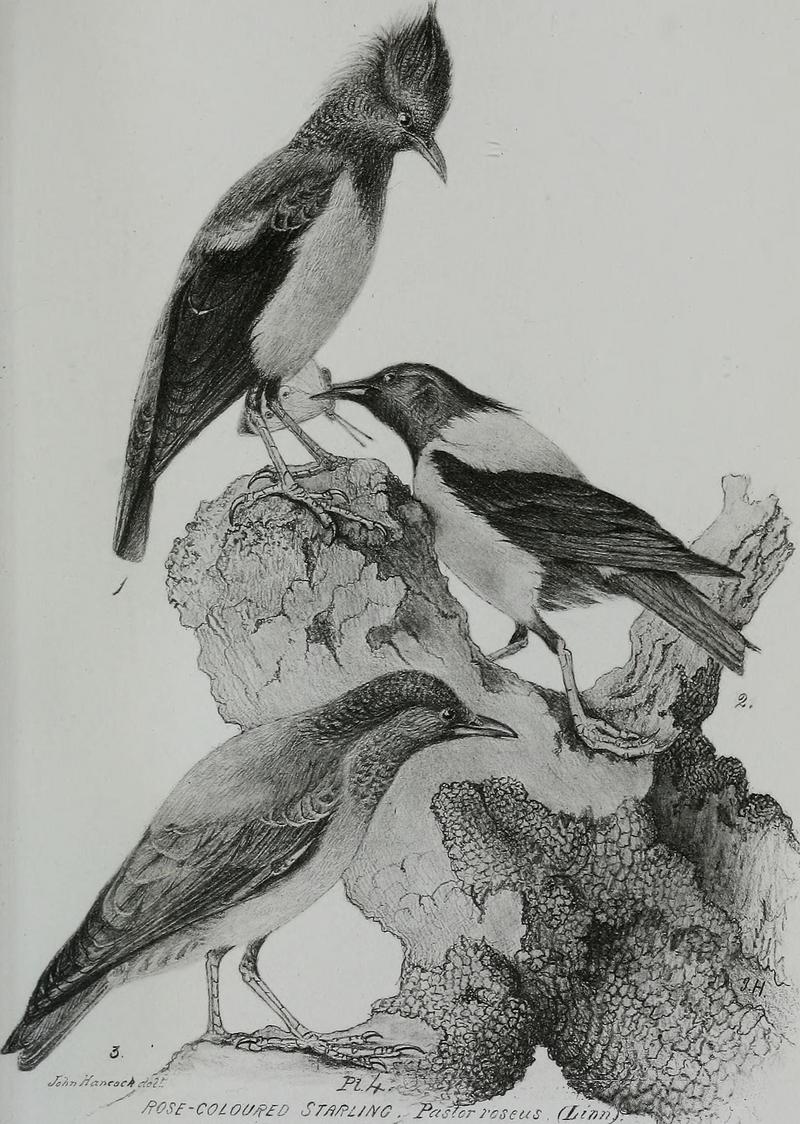 rosy starling (Pastor roseus); DISPLAY FULL IMAGE.