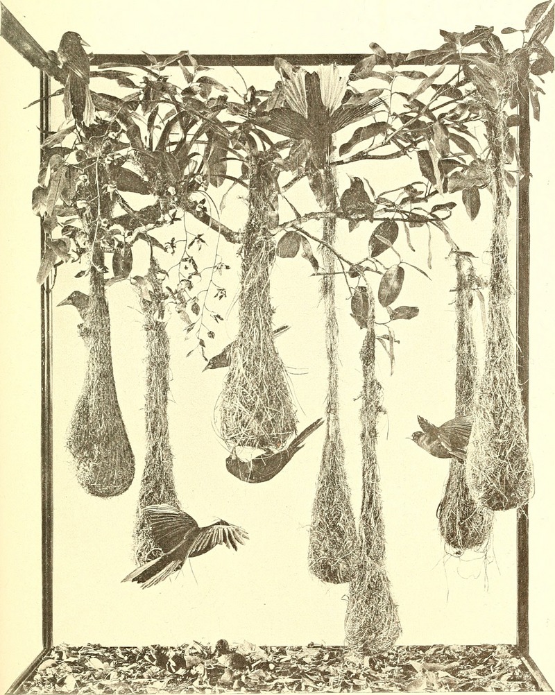 crested oropendola (Psarocolius decumanus); DISPLAY FULL IMAGE.