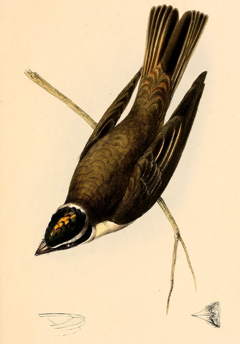 piratic flycatcher (Legatus leucophaius); DISPLAY FULL IMAGE.