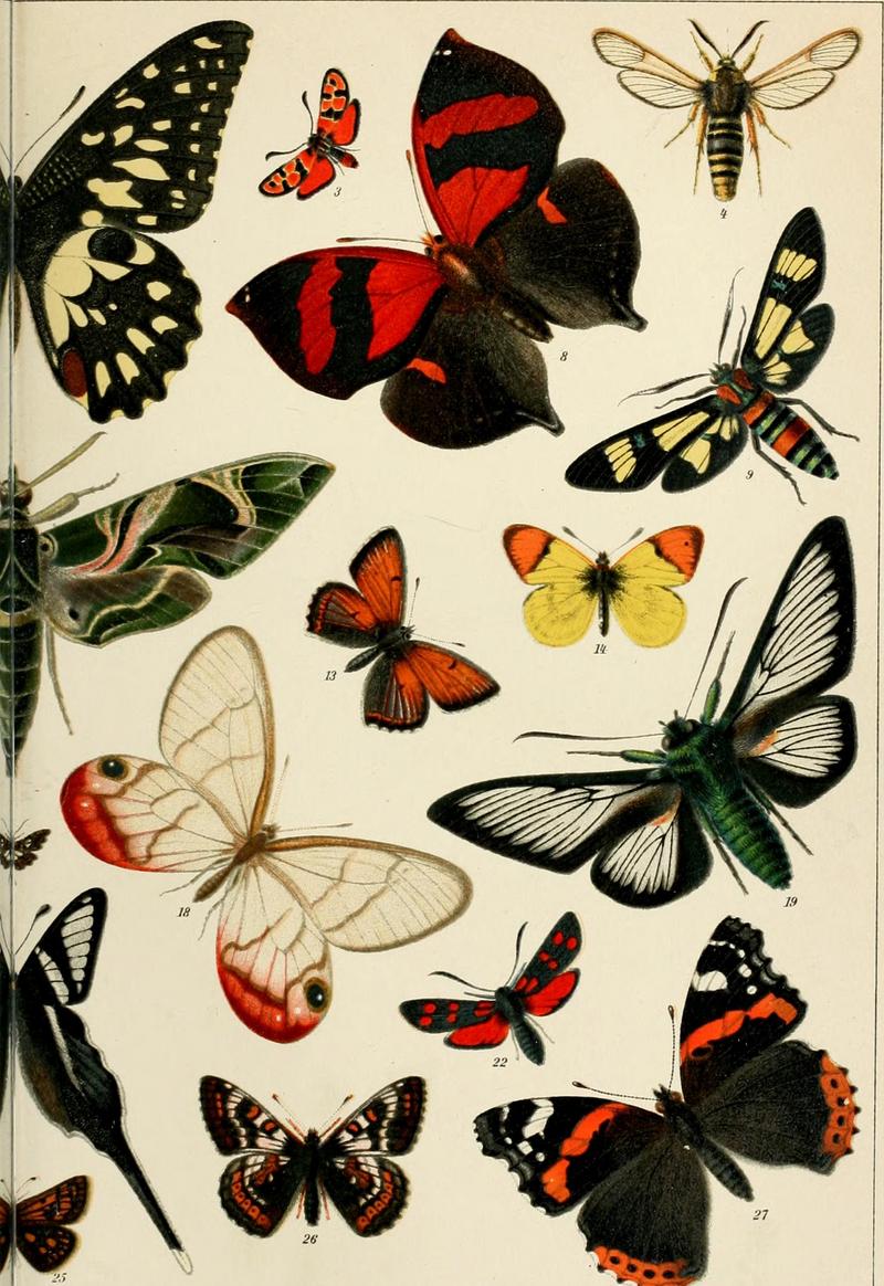 chalk burnet (Zygaena fausta), hornet clearwing (Sesia apiformis), red-striped leafwing (Siderone galanthis), South African day-flying moth (Euchromia folletii), purple-edged copper (Lycaena hippothoe), Moroccan orange tip (Anthocharis belia), blushing phantom (Cithaerias pireta aurora), Cocytia durvillii, six-spot burnet (Zygaena filipendulae), Cynthia's fritillary (Euphydryas cynthia), red admiral (Vanessa atalanta); DISPLAY FULL IMAGE.