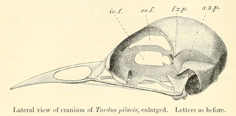 fieldfare (Turdus pilaris); DISPLAY FULL IMAGE.