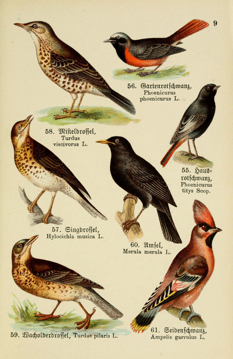common redstart (Phoenicurus phoenicurus), mistle thrush (Turdus viscivorus), black redstart (Phoenicurus ochruros), song thrush (Turdus philomelos), common blackbird (Turdus merula), fieldfare (Turdus pilaris), Bohemian waxwing (Bombycilla garrulus); DISPLAY FULL IMAGE.