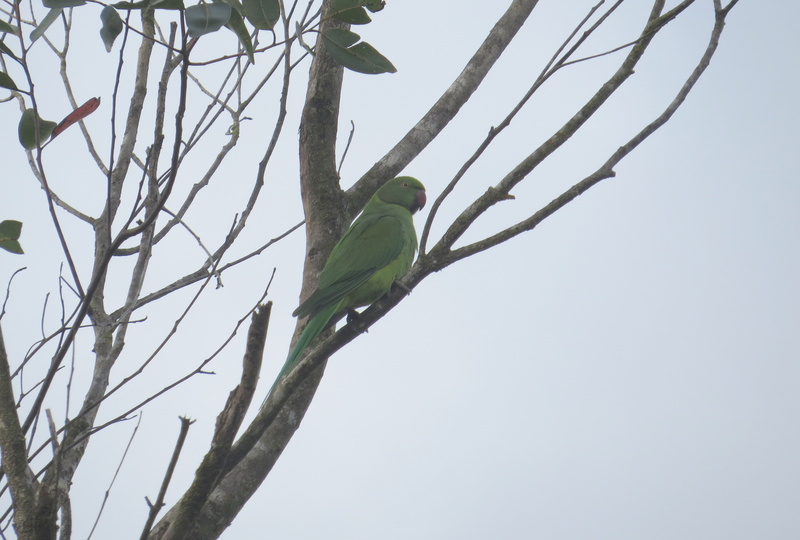 echo parakeet, Mauritius parakeet (Psittacula eques echo); DISPLAY FULL IMAGE.