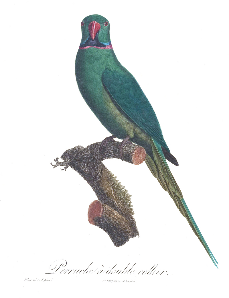Réunion parakeet (Psittacula eques eques); DISPLAY FULL IMAGE.