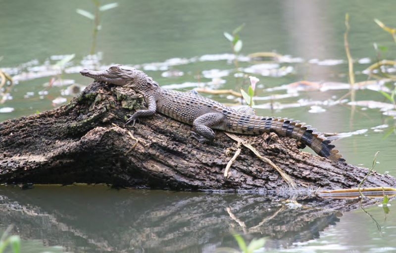 Philippine crocodile, Mindoro crocodile (Crocodylus mindorensis); DISPLAY FULL IMAGE.
