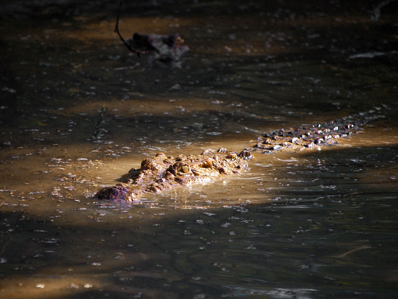 Philippine crocodile, Mindoro crocodile (Crocodylus mindorensis); DISPLAY FULL IMAGE.