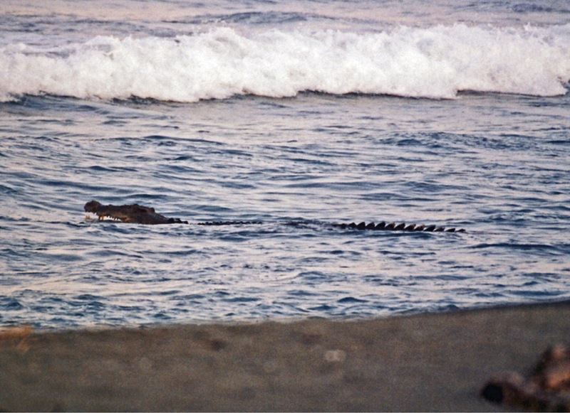 Indo-Pacific crocodile, saltwater crocodile (Crocodylus porosus); DISPLAY FULL IMAGE.