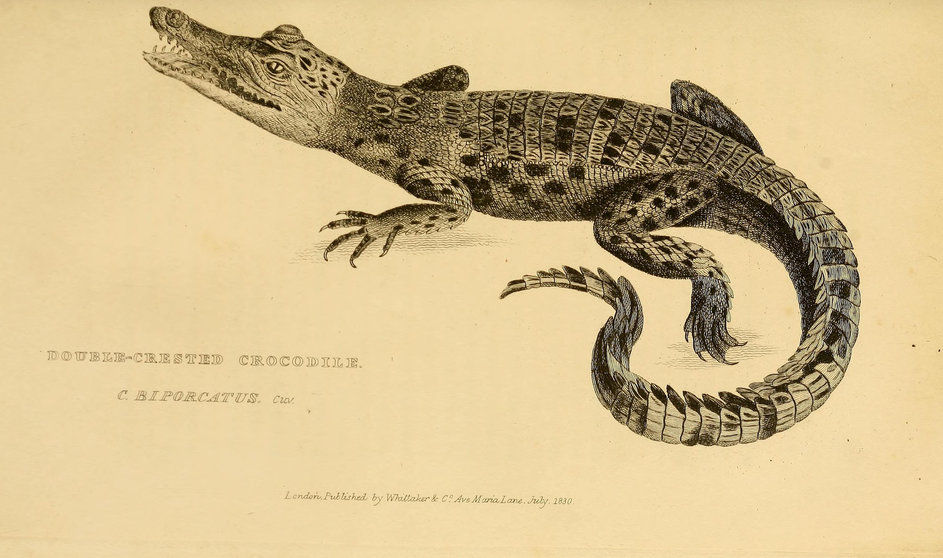 Графика декоративный крокодил