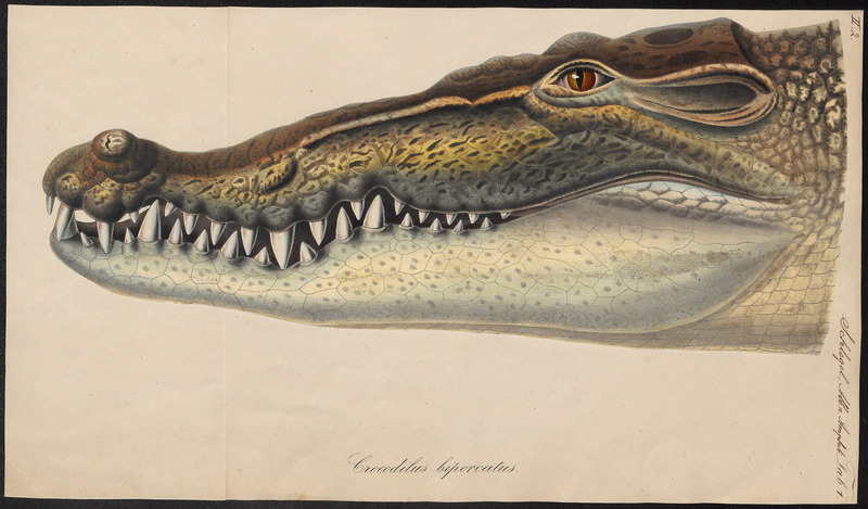 Indo-Pacific crocodile, saltwater crocodile (Crocodylus porosus); DISPLAY FULL IMAGE.