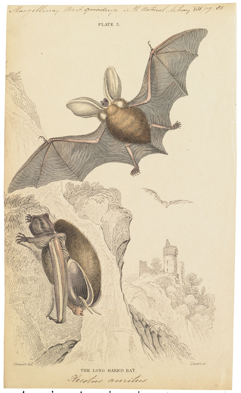 brown long-eared bat, common long-eared bat (Plecotus auritus); DISPLAY FULL IMAGE.