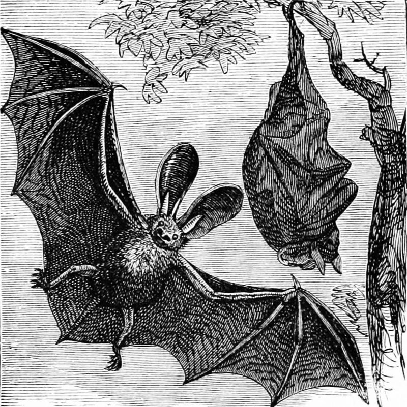 brown long-eared bat, common long-eared bat (Plecotus auritus); DISPLAY FULL IMAGE.