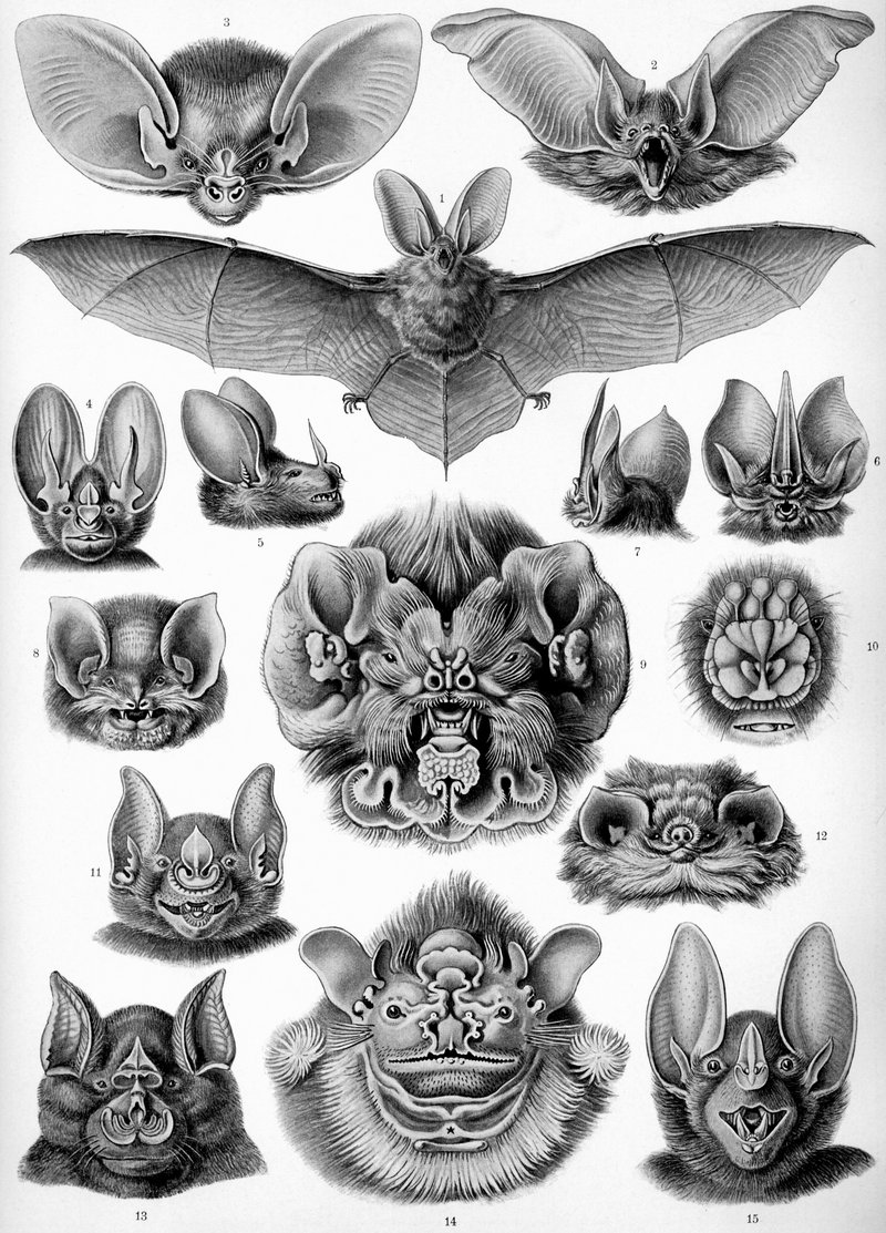 Kunstformen der Natur (1904) : Chiroptera - bats; DISPLAY FULL IMAGE.