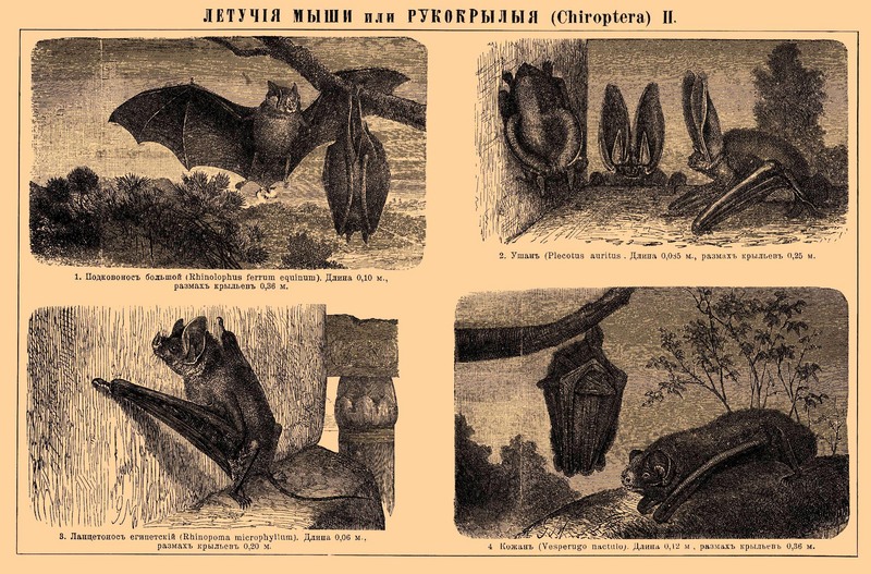 greater horseshoe bat (Rhinolophus ferrumequinum), common long-eared bat (Plecotus auritus), greater mouse-tailed bat (Rhinopoma microphyllum), common noctule (Nyctalus noctula); DISPLAY FULL IMAGE.