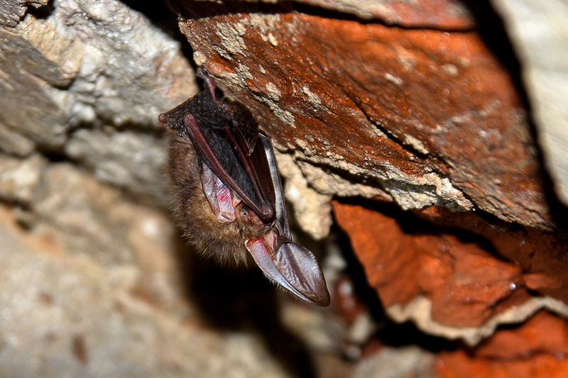brown long-eared bat, common long-eared bat (Plecotus auritus) Hibernating; DISPLAY FULL IMAGE.