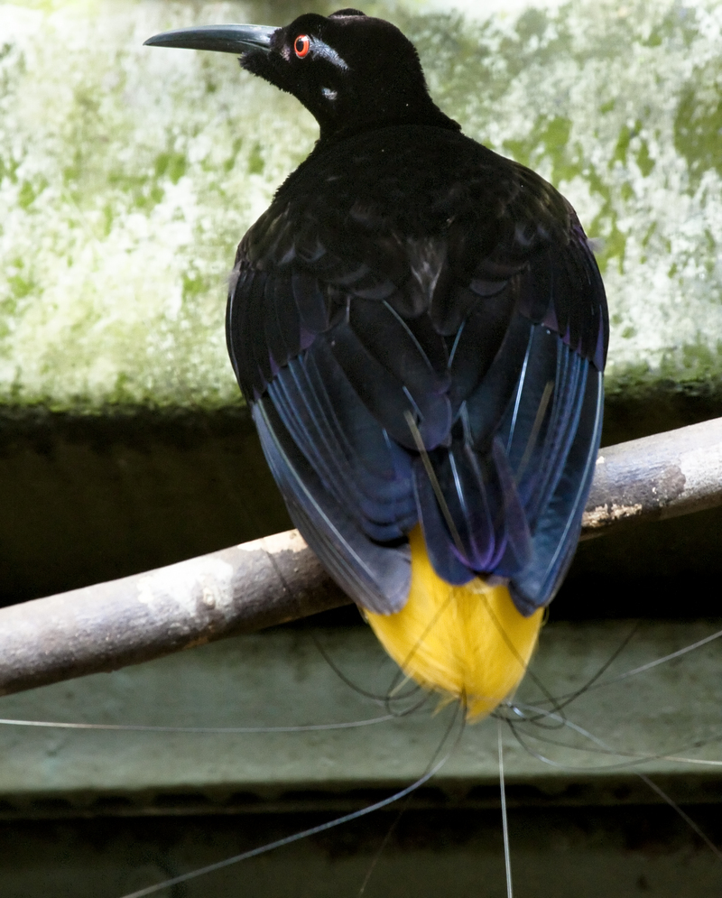 twelve-wired bird-of-paradise (Seleucidis melanoleucus); DISPLAY FULL IMAGE.
