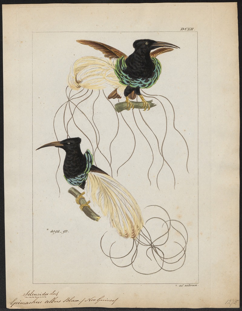 twelvewired birdofparadise (Seleucidis melanoleucus); DISPLAY FULL