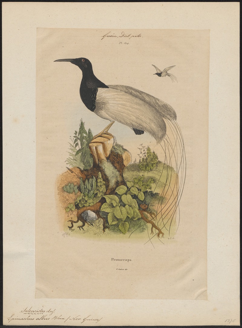 twelve-wired bird-of-paradise (Seleucidis melanoleucus); DISPLAY FULL IMAGE.