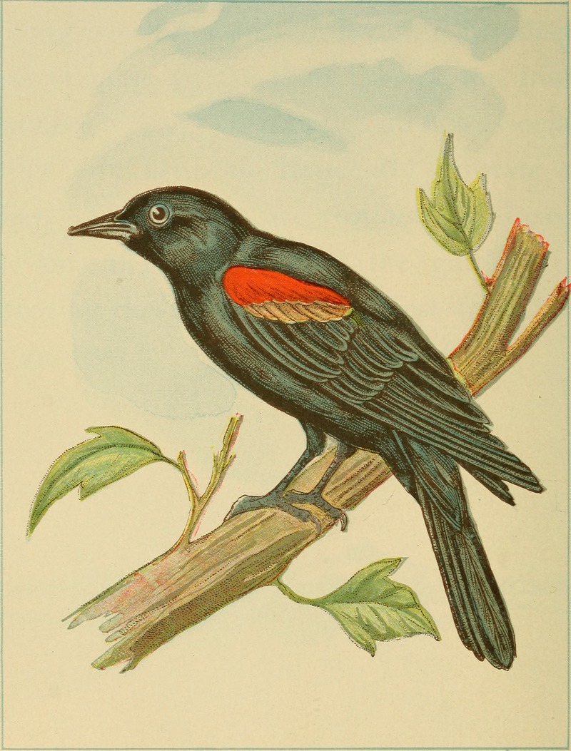 red-winged blackbird (Agelaius phoeniceus); DISPLAY FULL IMAGE.