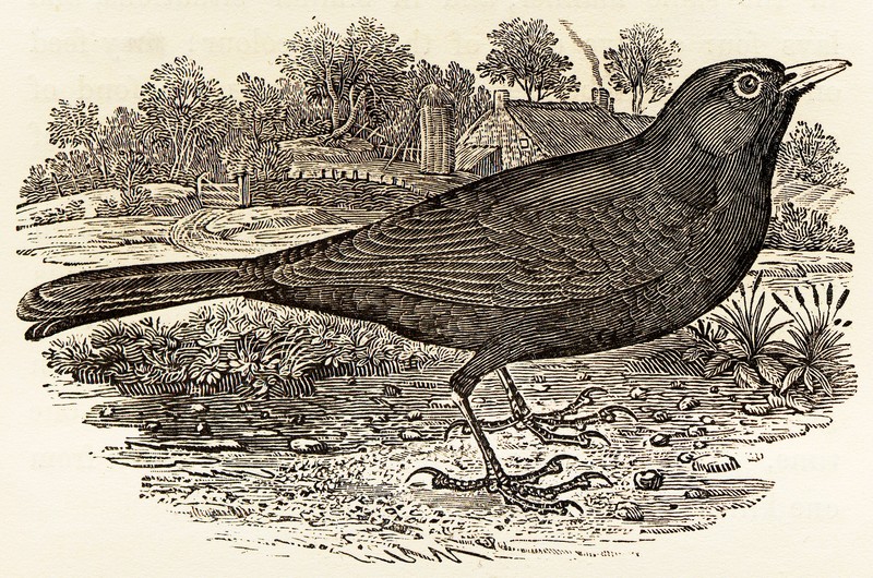 common blackbird, Eurasian blackbird (Turdus merula); DISPLAY FULL IMAGE.