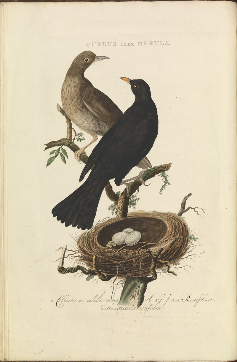 common blackbird, Eurasian blackbird (Turdus merula); DISPLAY FULL IMAGE.