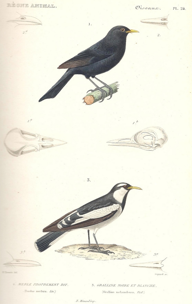 common blackbird (Turdus merula), magpie-lark (Grallina cyanoleuca); DISPLAY FULL IMAGE.
