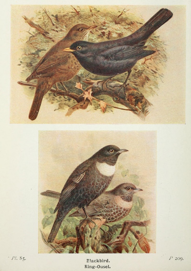 common blackbird (Turdus merula), ring ouzel (Turdus torquatus); DISPLAY FULL IMAGE.
