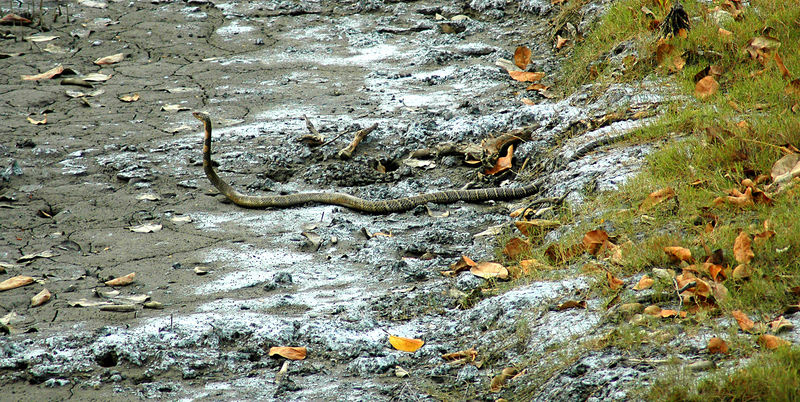 king cobra (Ophiophagus hannah); DISPLAY FULL IMAGE.