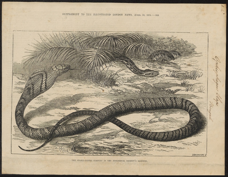 king cobra (Ophiophagus hannah); DISPLAY FULL IMAGE.