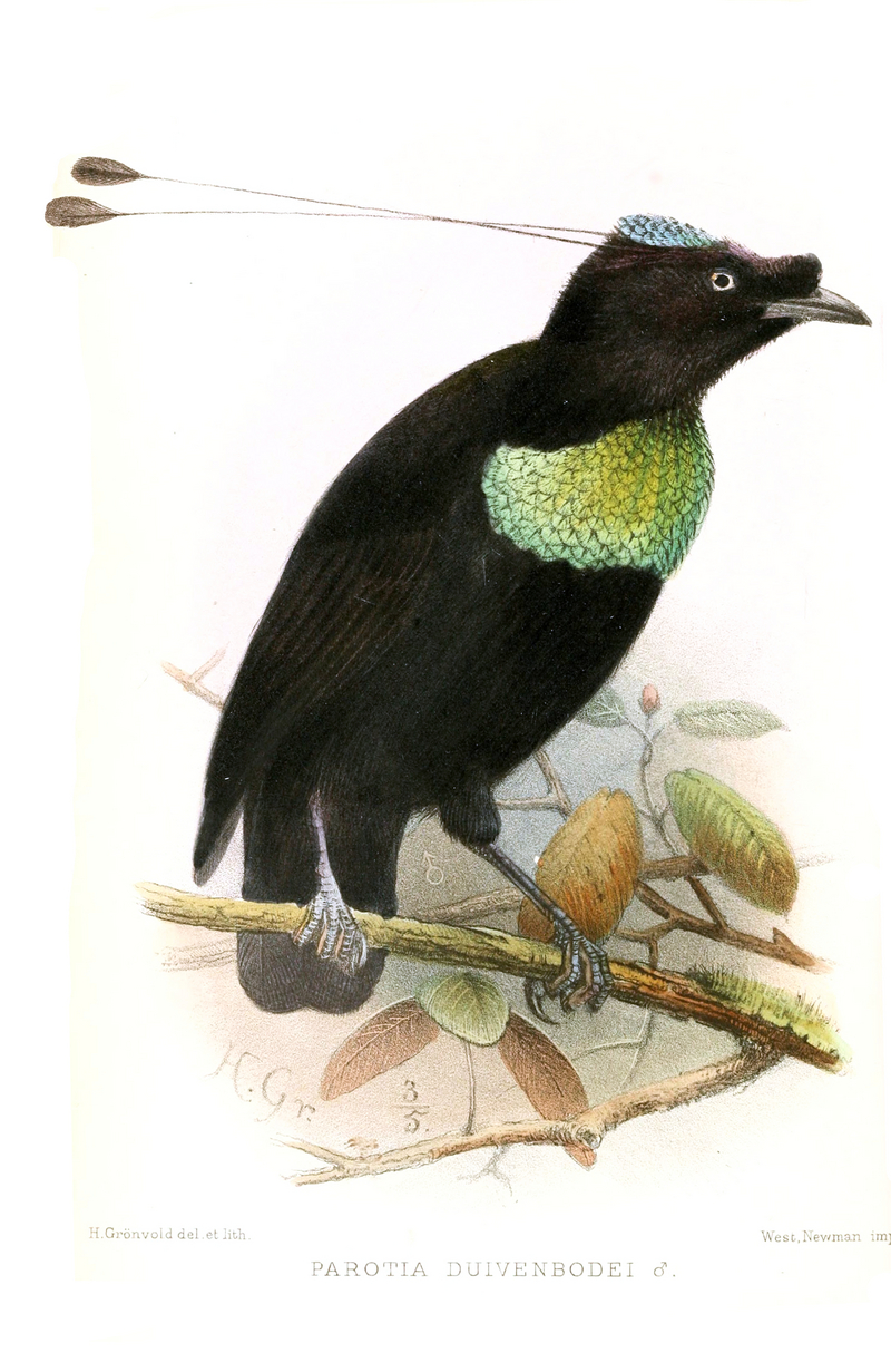 Arfak parotia (Parotia sefilata) x superb bird-of-paradise (Lophorina superba) hybrid; DISPLAY FULL IMAGE.