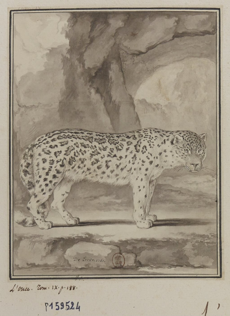 snow leopard, ounce (Panthera uncia syn. Uncia uncia); DISPLAY FULL IMAGE.