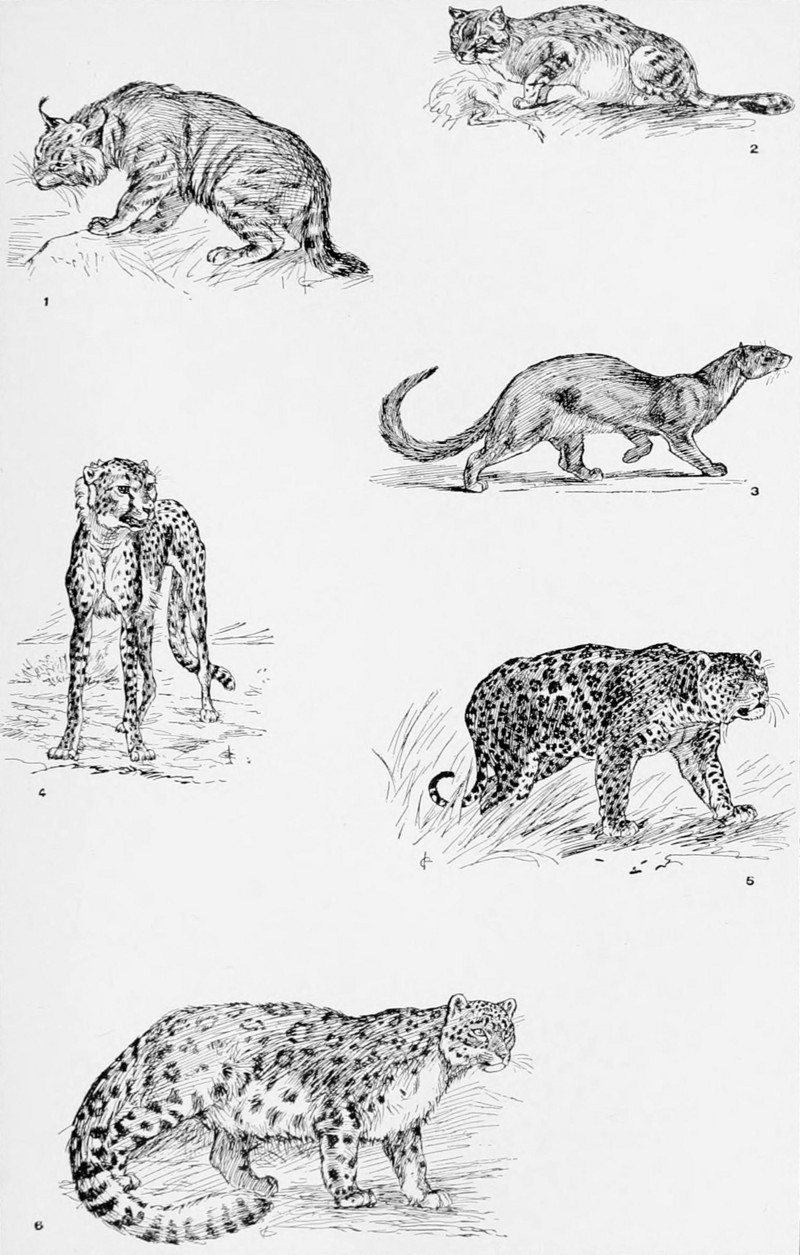 jungle cat (Felis chaus), Southern African wildcat (Felis silvestris cafra), jaguarundi (Puma yagouaroundi), cheetah (Acinonyx jubatus), jaguar (Panthera onca), snow leopard (Panthera uncia); DISPLAY FULL IMAGE.