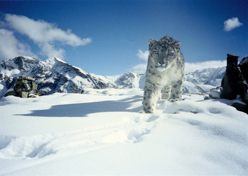 snow leopard, ounce (Panthera uncia syn. Uncia uncia); DISPLAY FULL IMAGE.