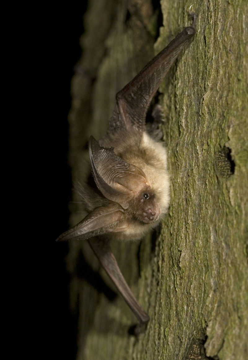 grey long-eared bat (Plecotus austriacus); DISPLAY FULL IMAGE.