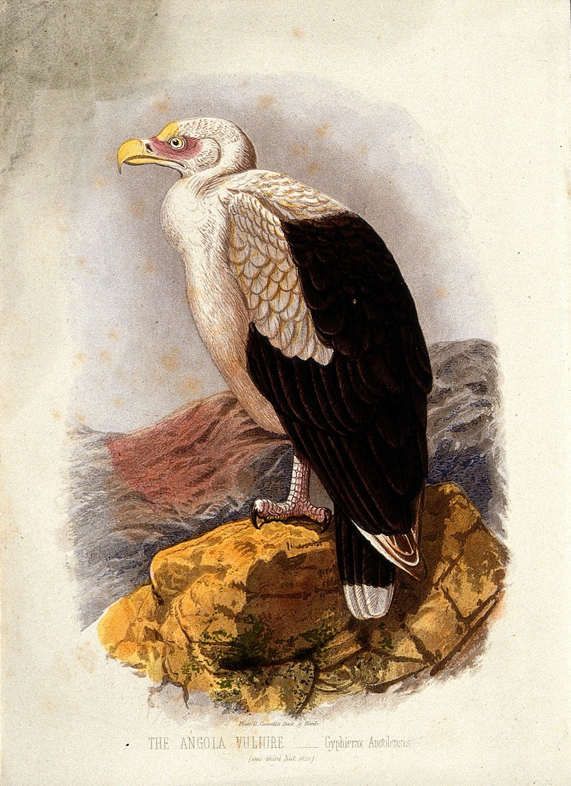 palm-nut vulture, vulturine fish eagle (Gypohierax angolensis); DISPLAY FULL IMAGE.