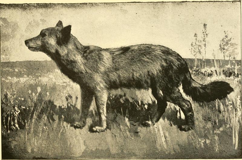 Manitoba wolf, grey-white wolf (Canis lupus griseoalbus); DISPLAY FULL IMAGE.