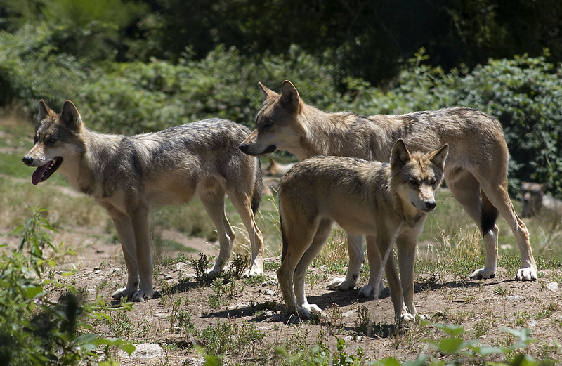 tundra wolf (Canis lupus albus); DISPLAY FULL IMAGE.